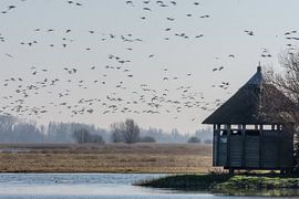 vogelkijkhut Ezumakeeg Zuid by Harry Siegers
