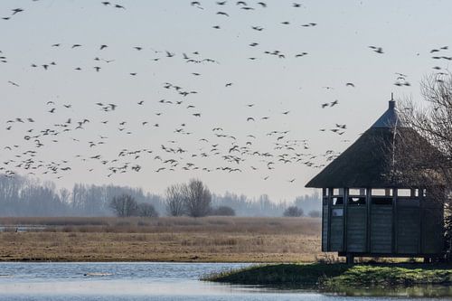 vogelkijkhut Ezumakeeg Zuid