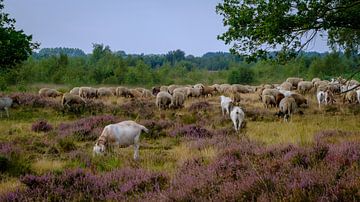 sheep on the moor by P Hogeveen