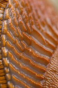 Close up van een naaktslak.