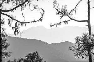 Montagnes et arbres dans le parc national de Tamadaba à Gran Canaria, Espagne