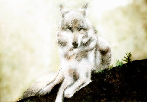 Picturesque work of a white wolf (white wolf)