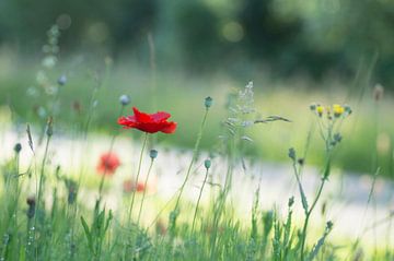 Poppies and grasses at the water's edge by Birgitte Bergman