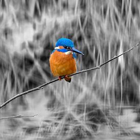 IJsvogel op een takje. van Andrea de Vries