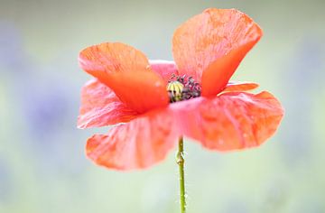 pavot rouge violet sur natascha verbij