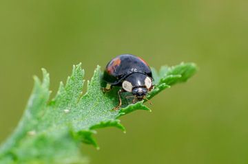 Lieveheersbeestje zittend op een blad van Mario Plechaty Photography