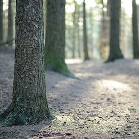 Forest sunrise von Jelle Dekker