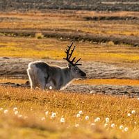 Moments d'automne dorés avec le renne du Svalbard