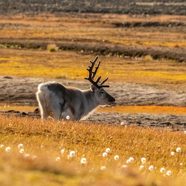Gouden herfstmomenten met rendieren in Spitsbergen van AylwynPhoto