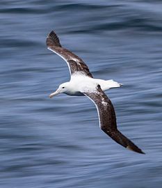 Southern Royal Albatross, Diomedea epomophora by Beschermingswerk voor aan uw muur