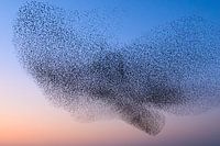 Starling murmuration during sunset at the end of the day