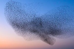 Starling murmuration during sunset at the end of the day