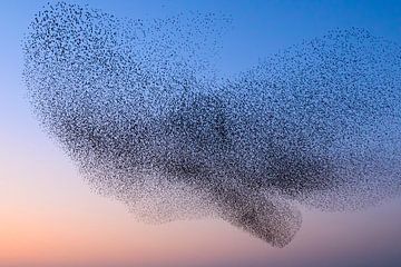 Starling birds during sunset at the end of the day