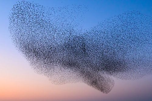 Spreeuwen wolk tijdens zonsondergang