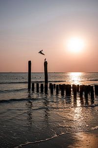 Danse des mouettes au coucher du soleil