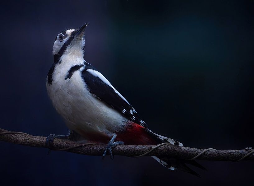 Great Spotted Woodpecker by arnemoonsfotografie