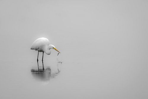 Great Egret