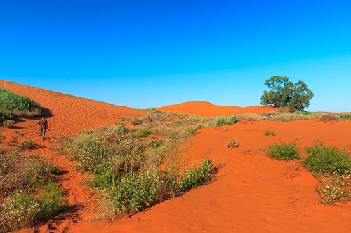 Rode zandduinen met begroeïng van struiken