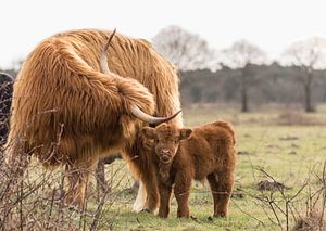 Neugieriges Kalb mit Mutter