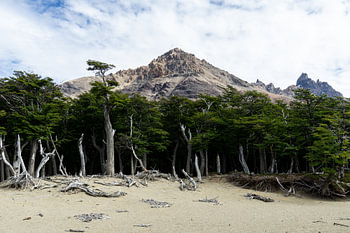 Berge über einem dunklen Wald