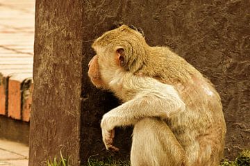 Macaque in Lopburi ist hinter einer Mauer versteckt von Ezra Middelburg
