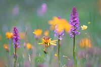 Vlinder in bloemenweide