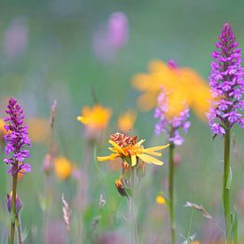 Vlinder in bloemenweide van Silvia Reiche