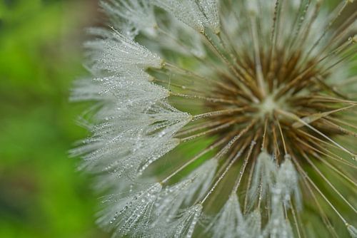 Paardenbloem parachute na regen 0416