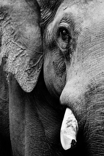 Zwart-witte gezicht van een olifant met een slagtand