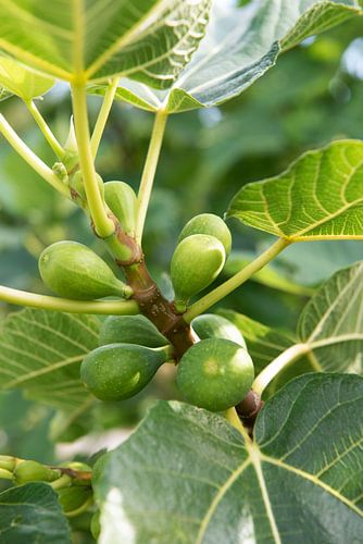 Feigen in einem Feigenbaum