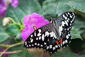 Sonder Schmetterling auf einer rosa Blume