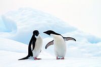 Adelie Penguins