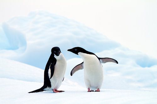 Adelie Penguins