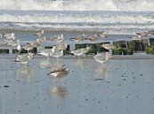 Meeuwen aan het strand von Wies Steenaard Miniaturansicht