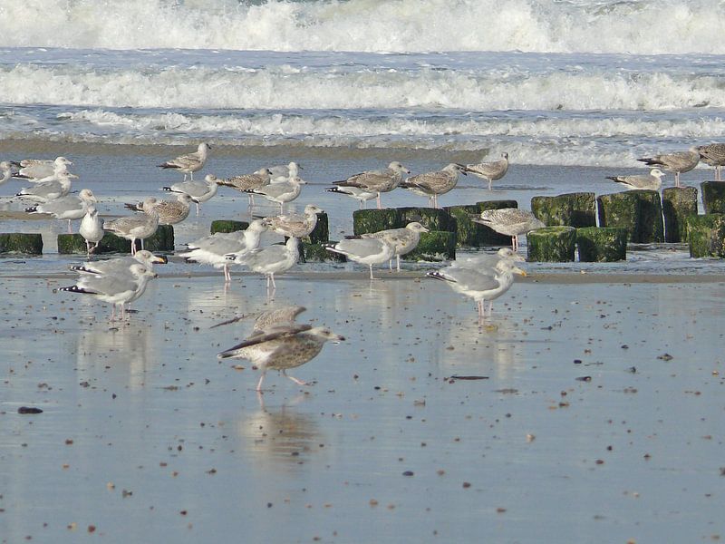 Meeuwen aan het strand von Wies Steenaard