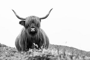 Schottischer Hochlandbewohner in den Dünen