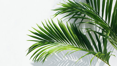 Palmtakken met schaduw licht panorama