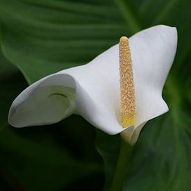Arum by Br.Ve. Photography