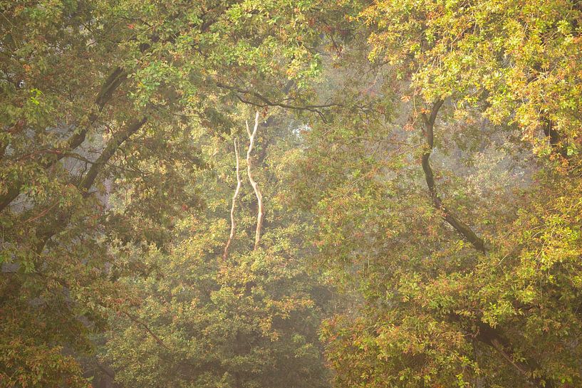 branches pittoresques avec feuilles par Diana Mulder