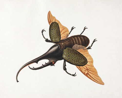 George Edwards – Hercules Beetle (1758) | Vintage Insect Illustration