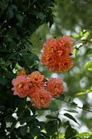 Pivoine