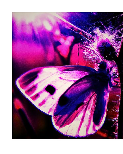 Butterfly in the sun by Kaylee Timmerman