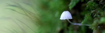 Suikermycena by Doriene Ruff - de Jong