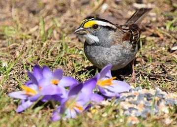 A white-throated bunting in the garden by Claude Laprise
