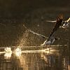 Greylag Goose Take-Off by Silvio Schoisswohl