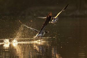 Oie cendrée Take-Off