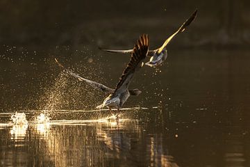 Greylag Goose Take-Off by Silvio Schoisswohl