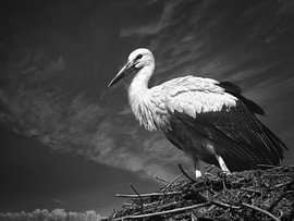 Stork on its nest (black and white) by Maickel Dedeken