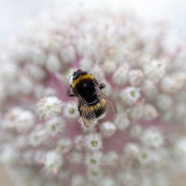 Bumblebee on flower by Tijmen Wierenga