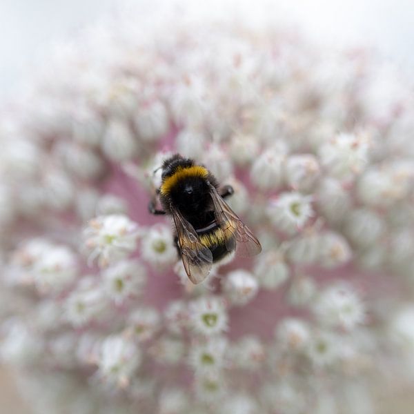 Bumblebee on flower by Tijmen Wierenga
